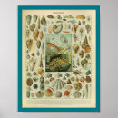 Recherche de poulpe vintage posters Océan