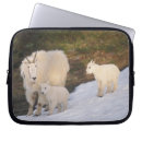 Search for herbivore cases Ungulate