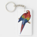 Search for lear Macaw