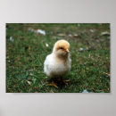 Search for buff posters Bird
