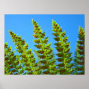 Search for blue ferns posters Botanical