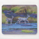 Search for doe electronics Animals