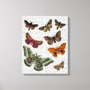 Search for moth canvas prints Steampunk