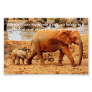 Search for wildlife conservation posters Africa