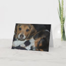 Search for beagle birthday cards Puppies