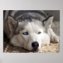 Search for siberian husky art Alaskan malamute