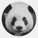 Recherche de visage de panda autocollants Pour tous
