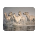 Recherche de saintes maries de la mer magnets Ranch
