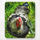 Search for rooster mousepads Birds