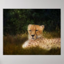 Search for cheetah spots posters Wildlife