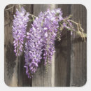 Recherche de glycine autocollants Printemps