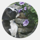 Search for brindle boxer stickers Standing