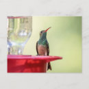 Search for buff postcards Bird