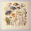 Recherche de naturalistes posters Vintage