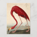 Search for audubon postcards Ornithology