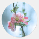 Search for apple blossom stickers Flower