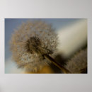 Search for dandelion art White