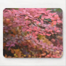 Search for fall foliage mousepads Nature