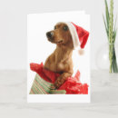 Search for weiner dog christmas cards Dogs