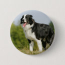 Recherche de border badges Chien