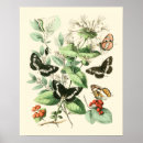 Search for flowers butterflies posters Garden