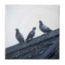 Recherche de toits carreaux Oiseaux