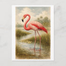Search for vintage flamingo postcards Bird