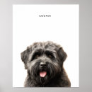 Recherche de flandre posters Chiot