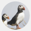 Search for puffin stickers Nature