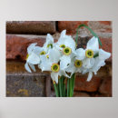 Recherche de jonquilles posters Blanc