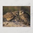 Search for burrowing postcards Wildlife
