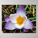Search for crocus art Blossom