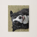 Search for collie puzzles Photography