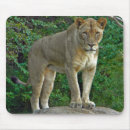 Search for regale electronics Lion