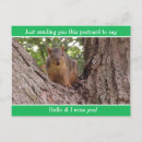 Recherche de squirrel cartes postales Nature