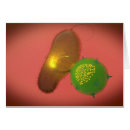 Search for bacterium Prokaryote
