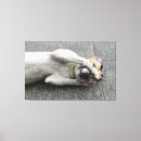 Search for lying on back Dog