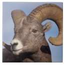 Search for horn tiles Usa