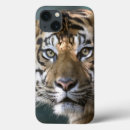 Recherche de mis en danger coques Tigre