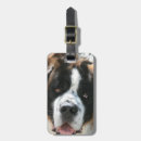 Recherche de chien de bernard accessoires Animaux