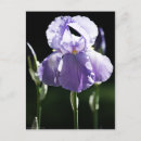 Search for spring bud postcards Blossom