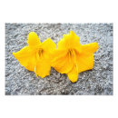 Search for hemerocallis posters Bloom