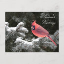 Search for red cardinal bird cards Season's greetings