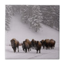 Recherche de bison carreaux Nature