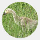 Search for gosling stickers Goose
