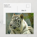 Search for white siberian tiger postcards Animal