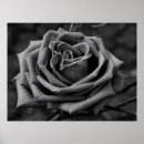 Search for black white rose photography art Nature