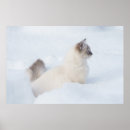 Recherche de pelucheux posters Ragdoll