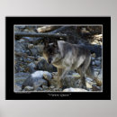 Recherche de loups gris posters Faune