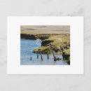 Search for gull postcards Flight